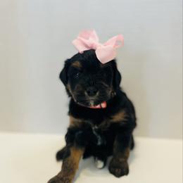 Jennifer-Pink - Phantom female Bernedoodle puppy in Casper, Wyoming from 307 Doodles