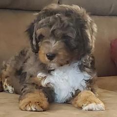 Aussiedoodles and Poodles from Simply Grace Farms