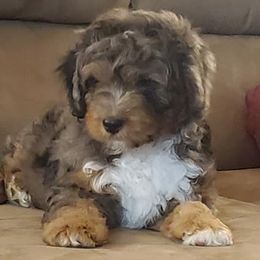 Aussiedoodles and Poodles from Simply Grace Farms