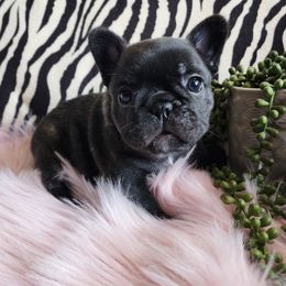 Storm - Brindle female French Bulldog puppy in Springfield, Missouri from #1 Frenchies aka Nokie's Bullies