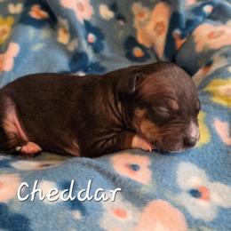 Cheddar - Black tan and white male American Hairless Terrier puppy in Hicksville, Ohio from Mapleleaf MAS & AHT