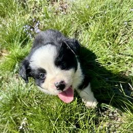 Blaze - Black & white male Miniature Australian Shepherd puppy in Michie, Tennessee from Acton Aussies