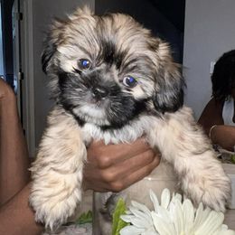 Shih Tzus from M&M Wagging Wonders