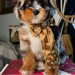 Black - Merle male Bernedoodle puppy in Curtice, Ohio from The Pink Doghouse