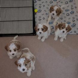 Cavapoo puppies from Crystal Coast Cavapoodles