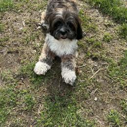 Reba - Lhasa Apso