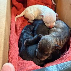 Girl 2 - Salt and pepper female Miniature Schnauzer puppy in Akron, Ohio from Green Family Companion Kennel, LLC