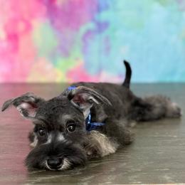 Mickey - Salt and pepper male Miniature Schnauzer puppy in Cape Coral, Florida from Ruby the poodle