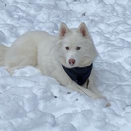 Juno - Siberian Husky