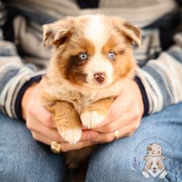 Bing Crosby - Red merle male Miniature Australian Shepherd puppy in Hearne, Texas from Wigglebutts Unlimited
