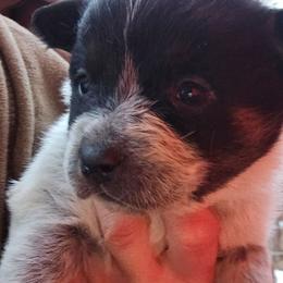 2nd choice female - Blue female Australian Cattle Dog puppy in Dalton, Pennsylvania from Whiteduck Mountain Kennel AKC Australian Cattle Dogs and AKC Fox Red Labrador Retrievers