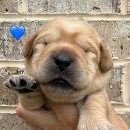 Blue collar - Yellow male Labrador Retriever puppy in Clinton, Tennessee from Summer Rose