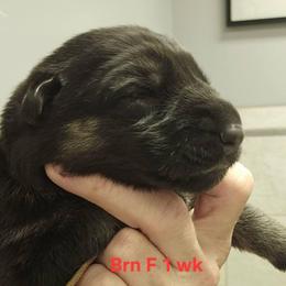 Girl 7 - female German Shepherd puppy in Rome, Georgia from Patriot Shepherds