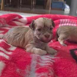 Boy - Fawn sable male Havanese puppy in Medina, Ohio from Momma's Minis