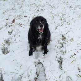 Tik - Australian Shepherd