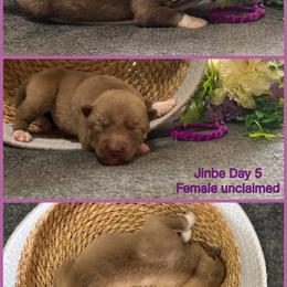Jinbe - Red and white female Siberian Husky puppy in Canton, Ohio from Bleu Skies Siberian Huskies