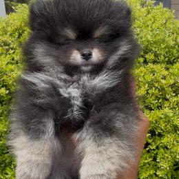 Onyx - Tri-colored male Pomeranian puppy in Lillington, North Carolina from Dignified Poms