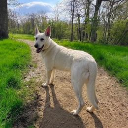 Angel the White Messinger (Ariah) - German Shepherd