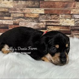 Black and Cream Male Short Hair Red Collar - Black and cream male Dachshund puppy in Cleveland, Tennessee from Kelly's Doxie Farm