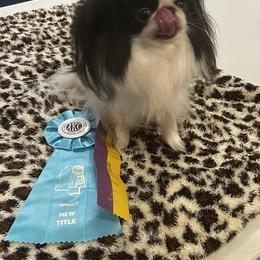 AKC CH Miley - Japanese Chin