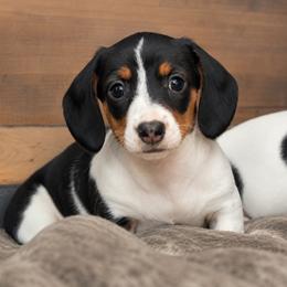 Girl 2 - Piebald female Dachshund puppy in Madison, Wisconsin from SK Miniature   Dachshunds