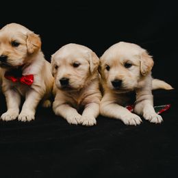 Golden Retriever Puppies from Bluehorsegoldens