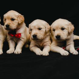 Golden Retriever Puppies from Bluehorsegoldens