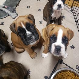 Boxer Puppies from SmashBox Kennel