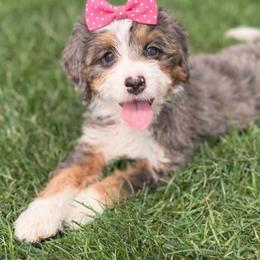 May - Blue merle female Bernedoodle puppy in Ormond Beach, Florida from Florida Coast Doodles