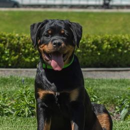 Rottweilers from Sanctus Dei Kennels