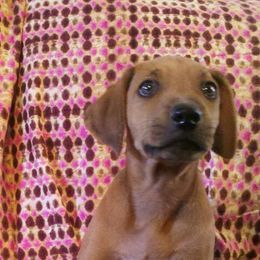 Rhodesian Ridgebacks from Bar B Ridgebacks