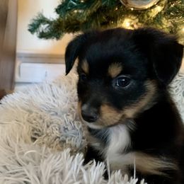 Miniature Australian Shepherd Puppies from Finnigan Farms Aussies