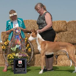 Ibizan Hound All Grown Up from Acires Ibizan Hounds