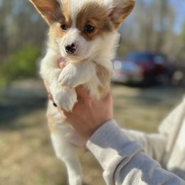 American Corgi, Pembroke Welsh Corgi, and Yorkshire Terrier Puppies from Ingram's Corgis & Yorkies