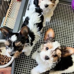 Yorkshire Terrier Puppies from Randy Smith