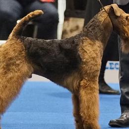 Airedale Terriers from Darbywood Airedales