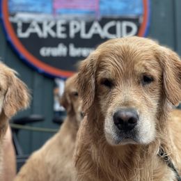 Arctic - Golden Retriever