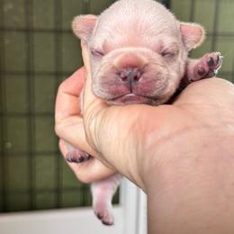 Suger - Cream female French Bulldog puppy in Elmore City, Oklahoma from OK America Kennels