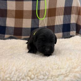 Lime - Black female Labrador Retriever puppy in Middleton, New Hampshire from Tag Hollow