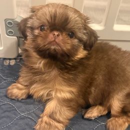 Chanel - Liver female Shih Tzu puppy in Galveston, Texas from 🌗 New Moon Shih Tzu 🌗