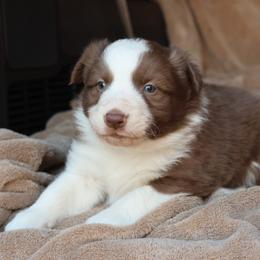 Kash - Green collar - Red male Border Collie puppy in Courtland, Alabama from C Bar C Ranch Border Collies