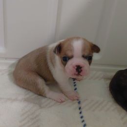 Harley - Lilac female Boston Terrier puppy in Star, North Carolina from Meatloaf's Boston
