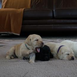 Labrador Retriever Puppies from Swatara Creek Labradors LLC