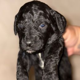 Boy 1 - Black male Goldendoodle puppy in Holly, Colorado from Vida’s Loving Doodles