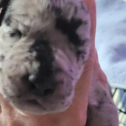 Purple collar girl - Merle female Great Dane puppy in Gansevoort, New York from Fancy Danes