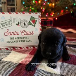 Girl 1 - Black female Labrador Retriever puppy in Palmdale, California from Sweet As Sugar Labradors