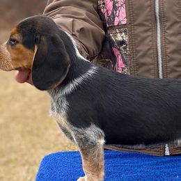 Beagles and Great Danes from Stuck Run Kennel