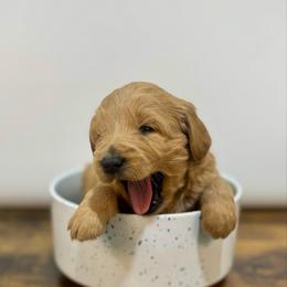 Elf - Apricot male Goldendoodle puppy in Kenansville, North Carolina from J+A Family Doodles