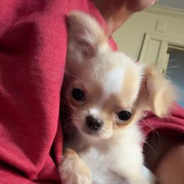 Pibbles - Cream and white male Chihuahua puppy in Williamsburg, Virginia from PAWSitive Cheeky Chihuahuas