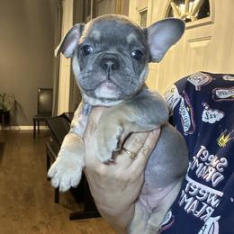 Niki - Blue female French Bulldog puppy in Bolingbrook, Illinois from Flores Frenchies